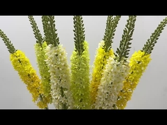 সাজসজ্জা