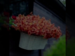 বহিরঙ্গন উৎসবের সাজসজ্জা, শরৎকালীন উদ্ভিদ, কৃত্রিম ইউক্যালিপটস পাতা, ইউক্যালিপটস ভায়োলেট, ডেইজি