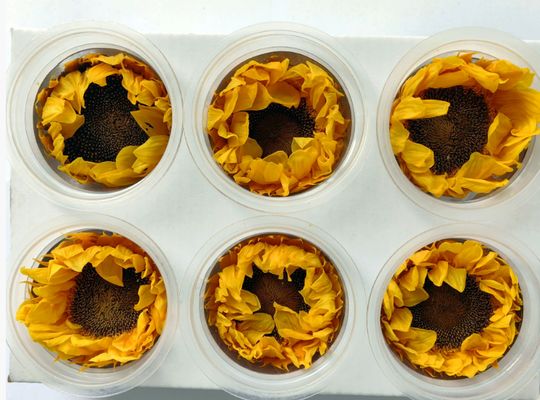 ভালো দাম সংরক্ষিত ফুল সূর্য ফুল রোমান্টিক ভ্যালেন্টাইনস ডে উপহার হস্তনির্মিত তোড়া উপাদান অনলাইন